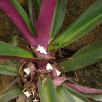 Tradescantia pallida (Rose) D.R.Hunt